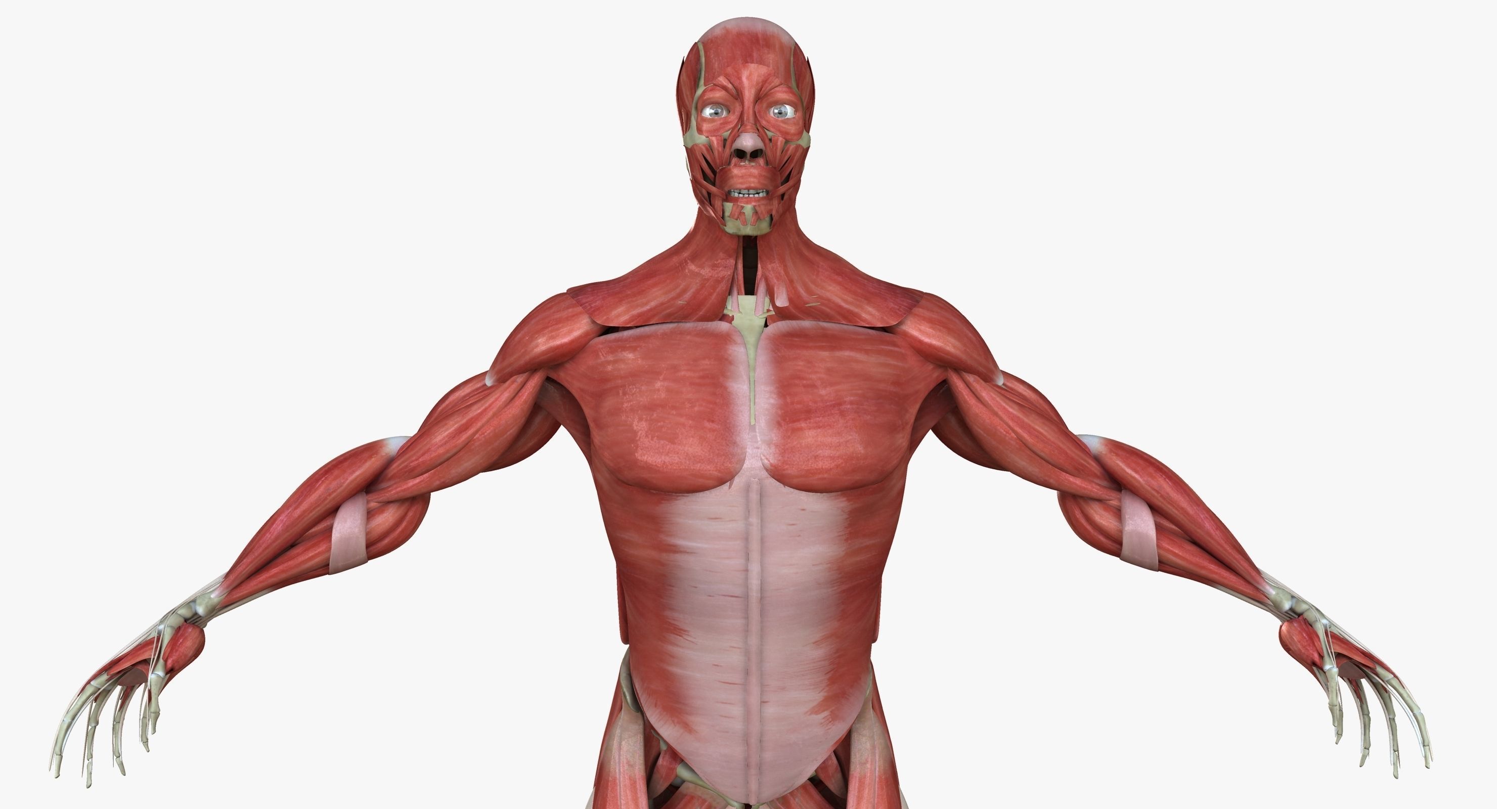 Male and Female Complete Muscle Anatomy 3D model_2