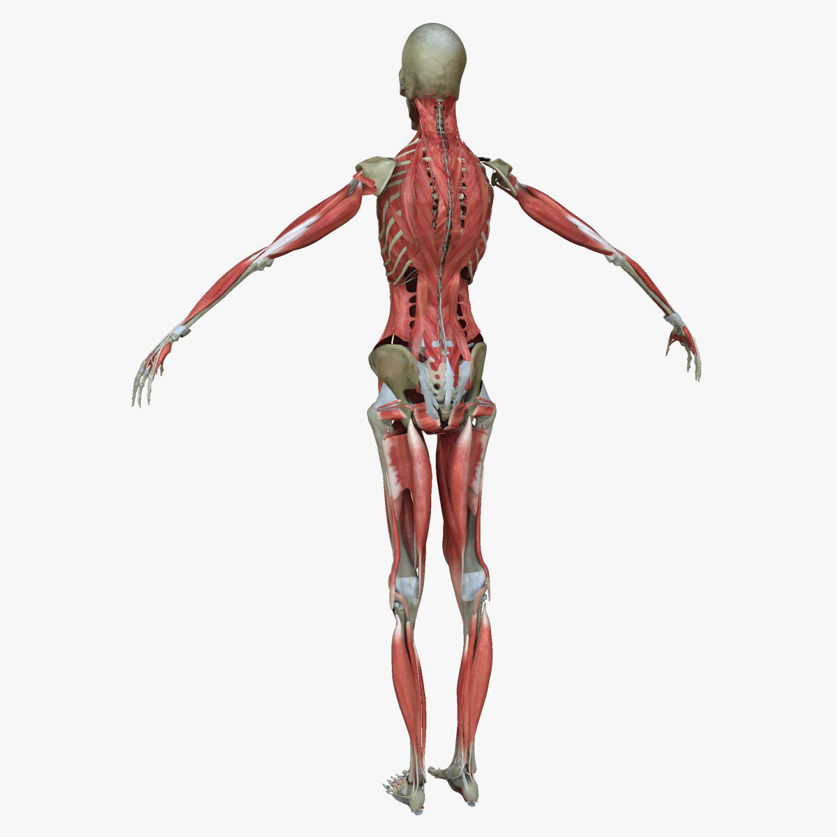 Male and Female Complete Muscle Anatomy 3D model_49