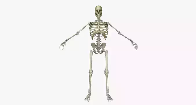 Male Human Skeleton