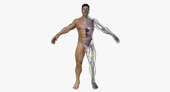 Human Male Full Body Anatomy 3D model