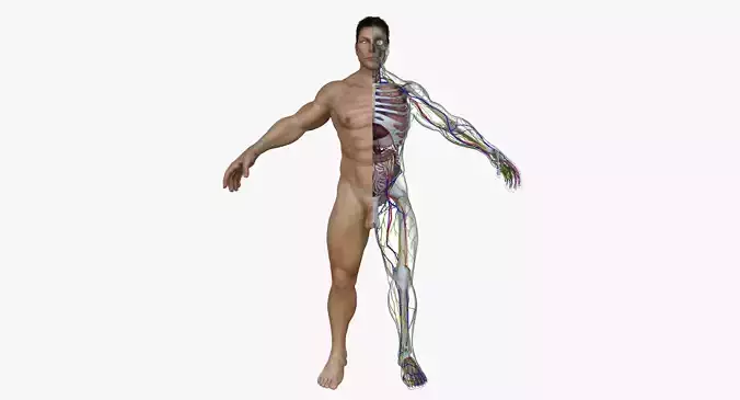 Human Male Full Body Anatomy 3D model