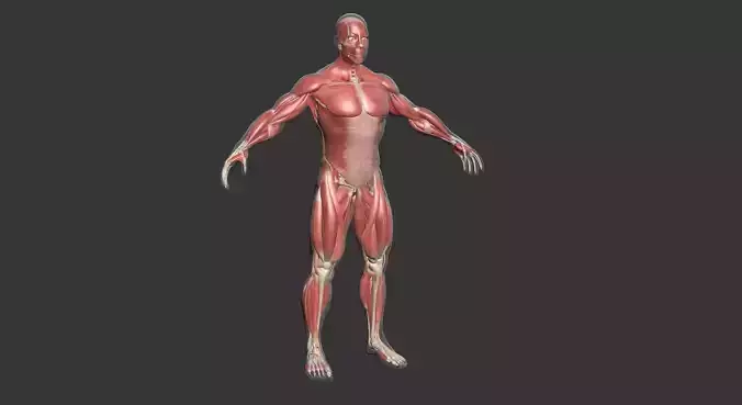 Human Male Complete Muscle Anatomy 3D model