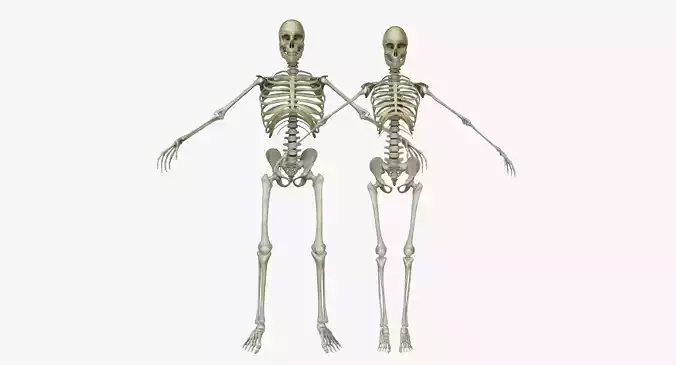 Male and Female Human Skeleton Anatomy