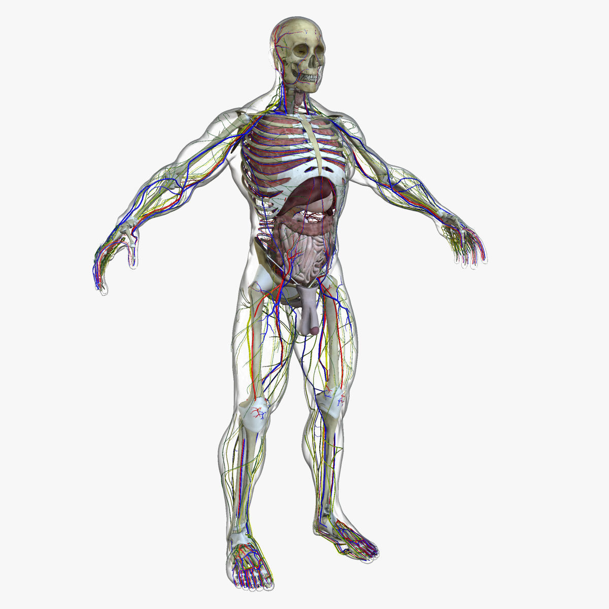 Male and Female Full Body Anatomy 3D model_11