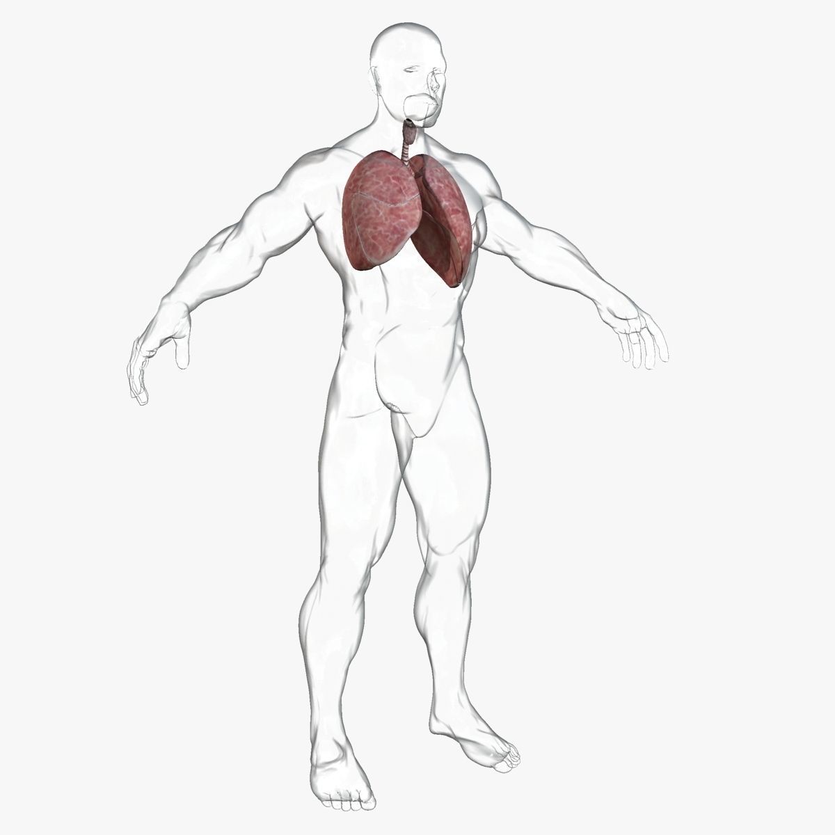 Male and Female Full Body Anatomy 3D model_18