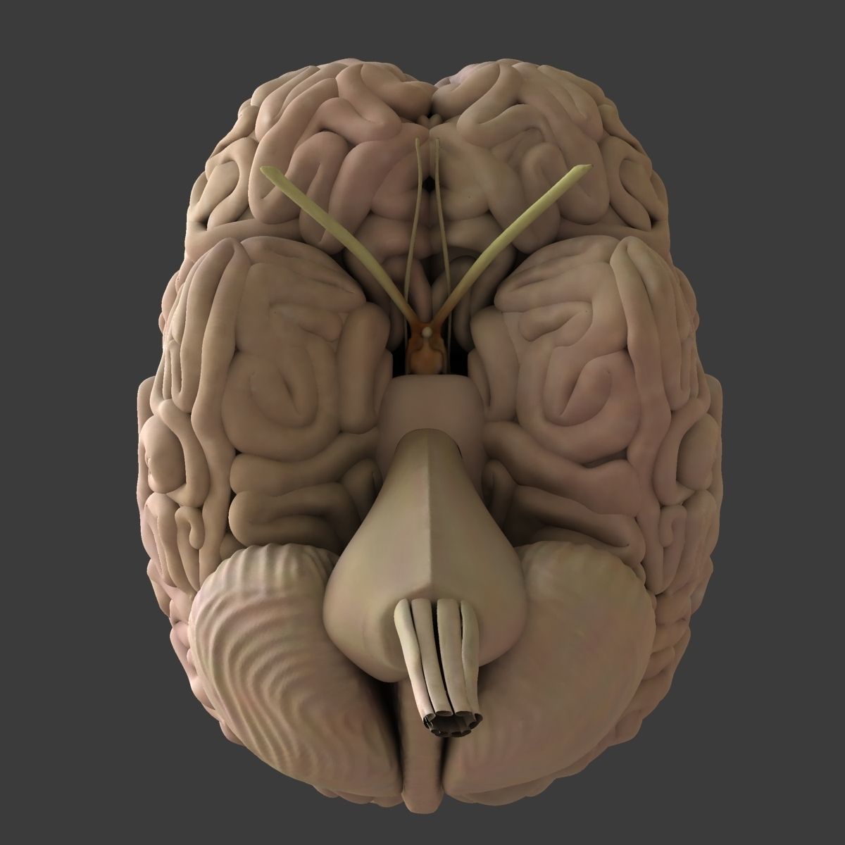 Male and Female Full Body Anatomy 3D model_63