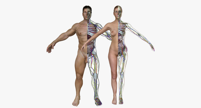 Male and Female Full Body Anatomy 3D model