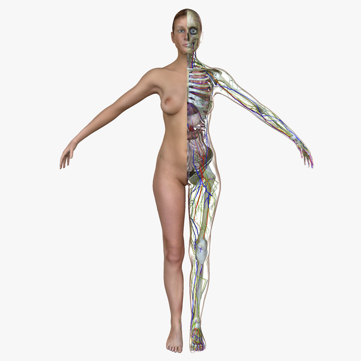 Male and Female Full Body Anatomy 3D model_2