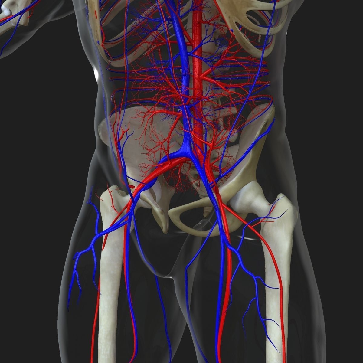 Male and Female Full Body Anatomy 3D model_71