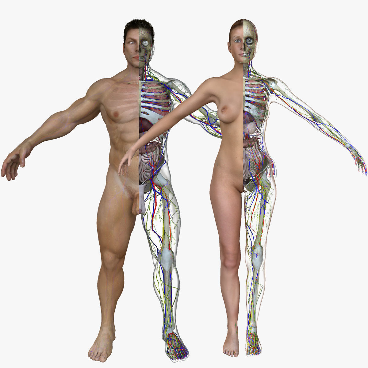 Male and Female Full Body Anatomy 3D model_1