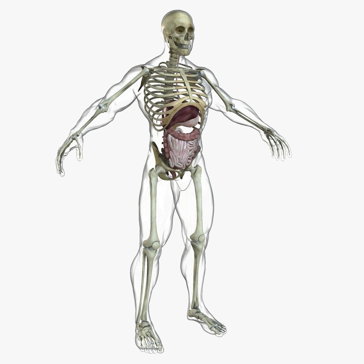 Male and Female Full Body Anatomy 3D model_20