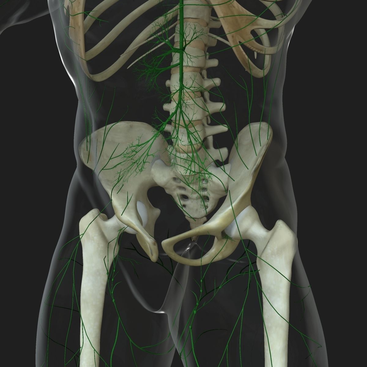 Male and Female Full Body Anatomy 3D model_93