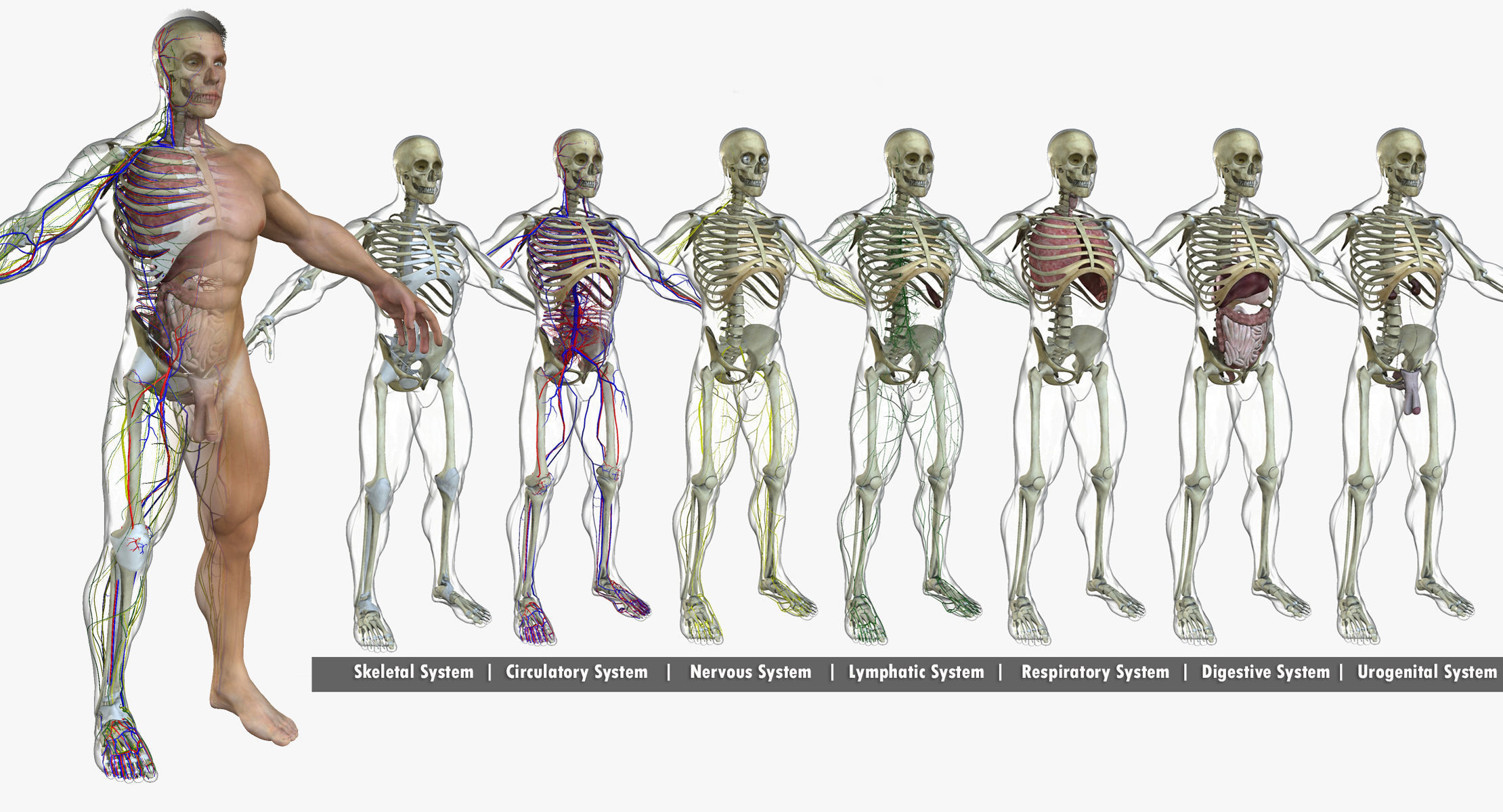 Male and Female Full Body Anatomy 3D model_7