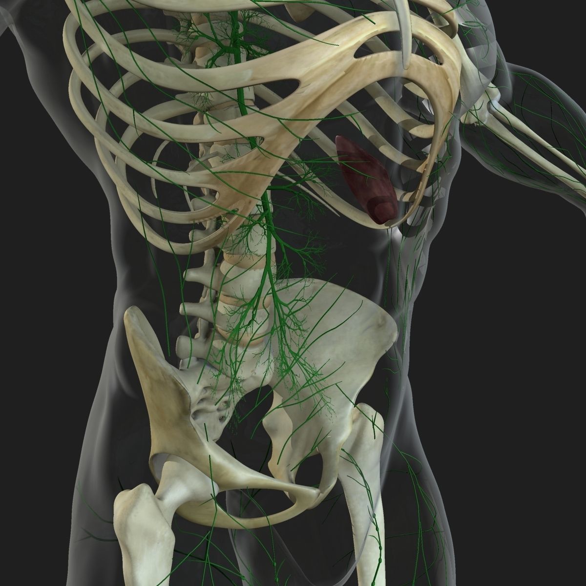 Male and Female Full Body Anatomy 3D model_35