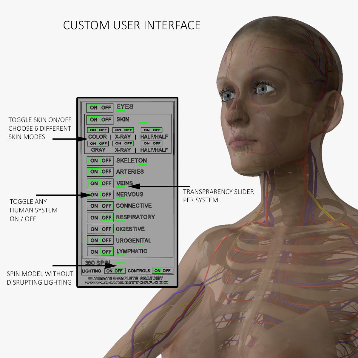 Male and Female Full Body Anatomy 3D model_8