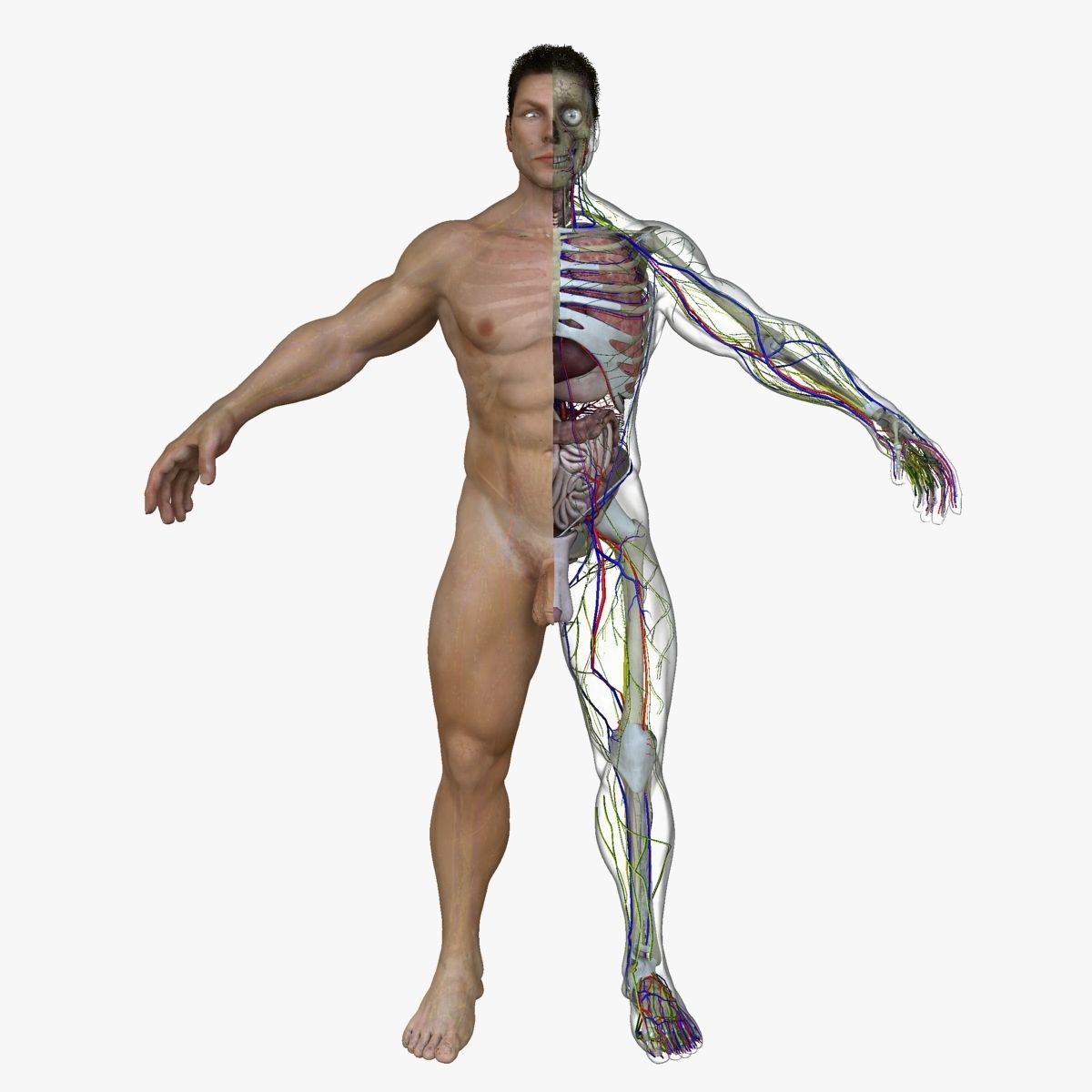 Male and Female Full Body Anatomy 3D model_3