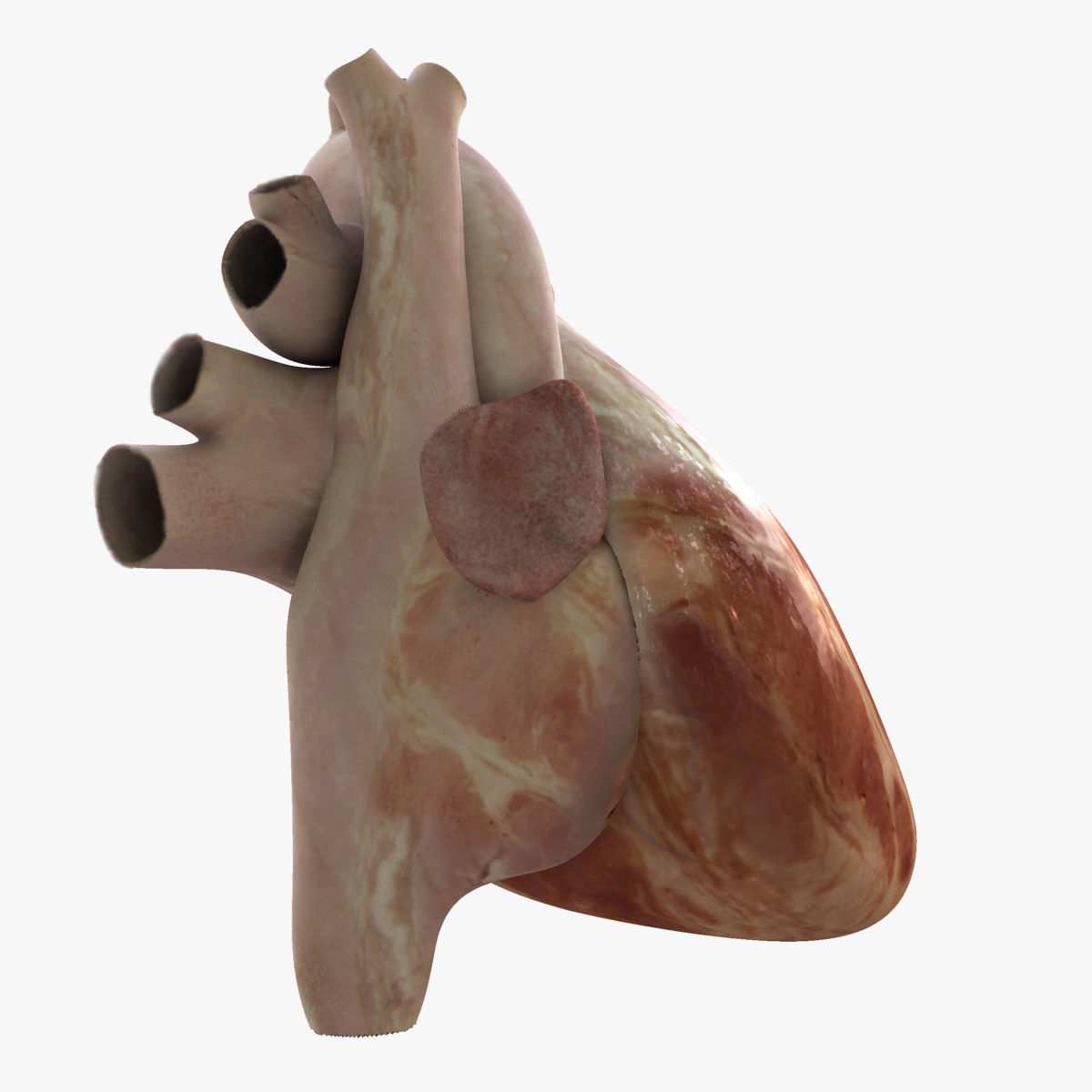 Male and Female Full Body Anatomy 3D model_95
