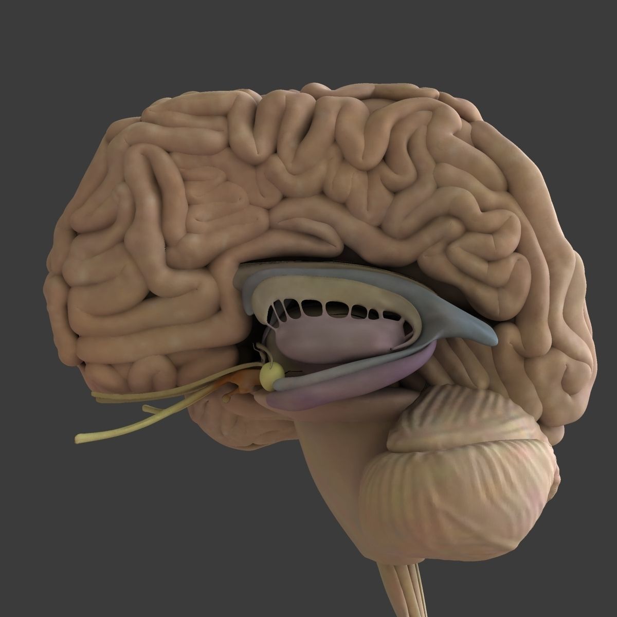 Male and Female Full Body Anatomy 3D model_67