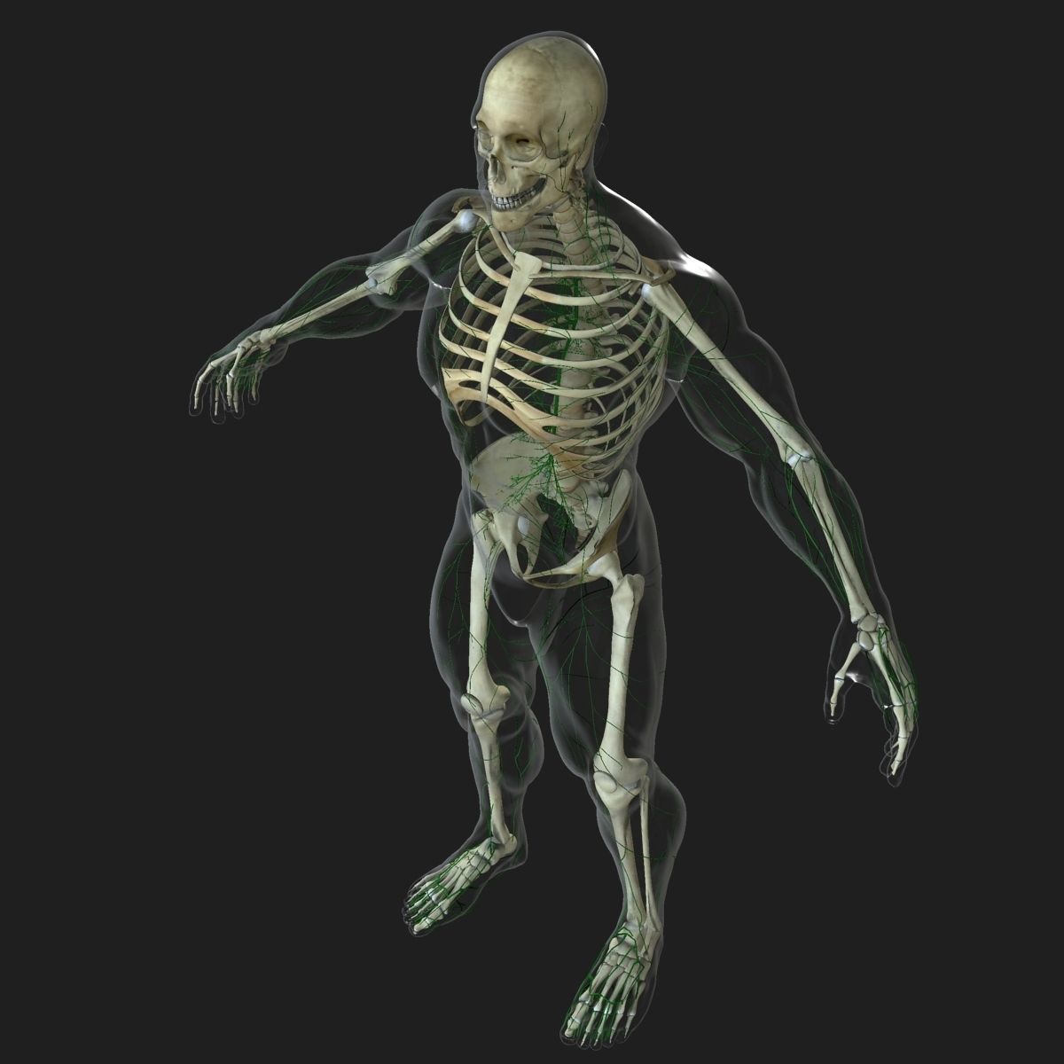 Male and Female Full Body Anatomy 3D model_31