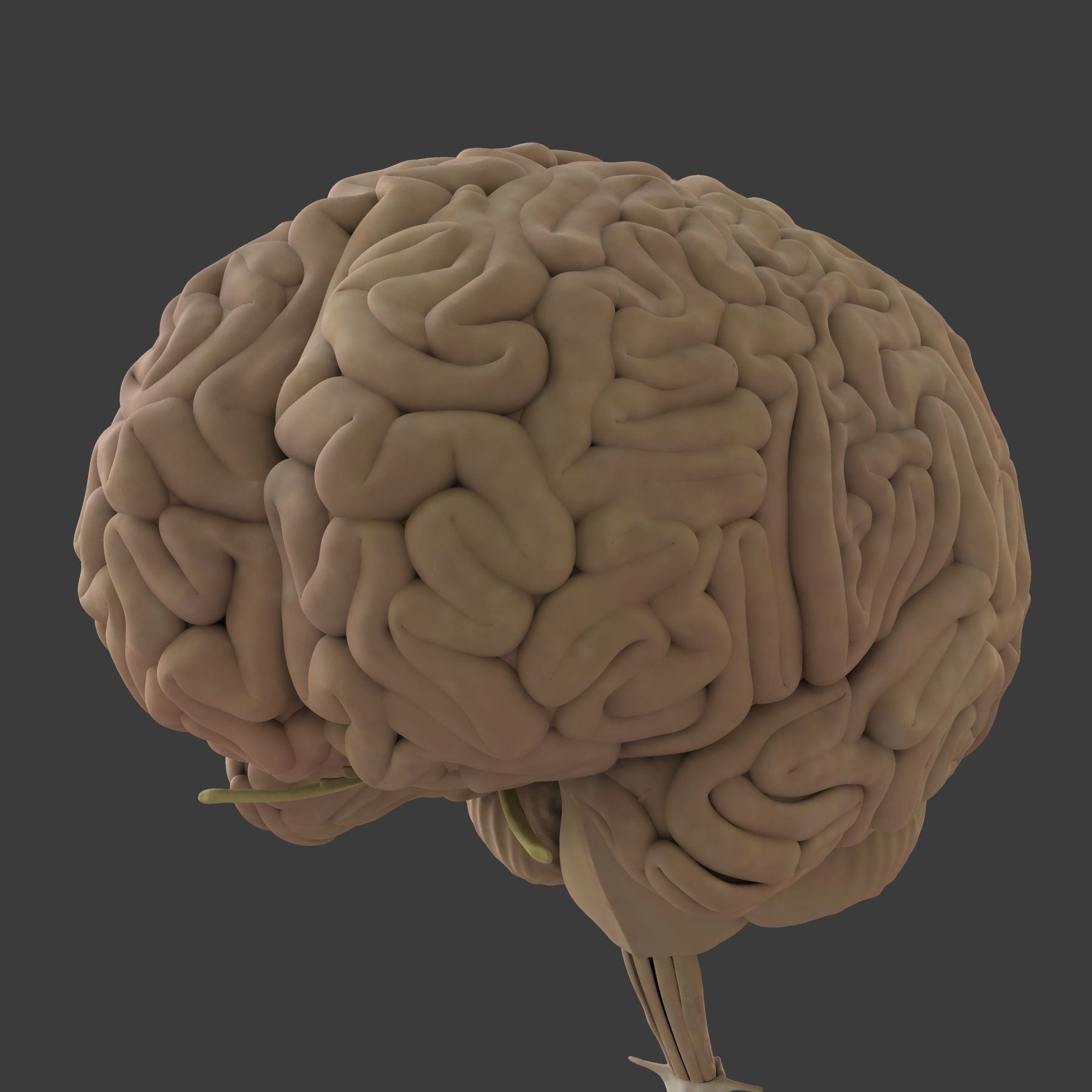 Male and Female Full Body Anatomy 3D model_64