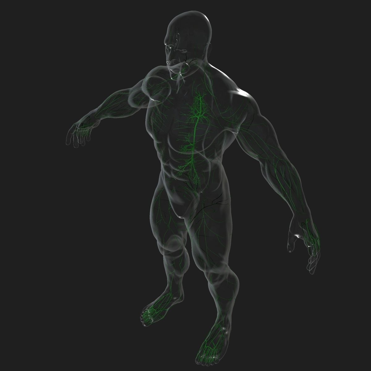 Male and Female Full Body Anatomy 3D model_32