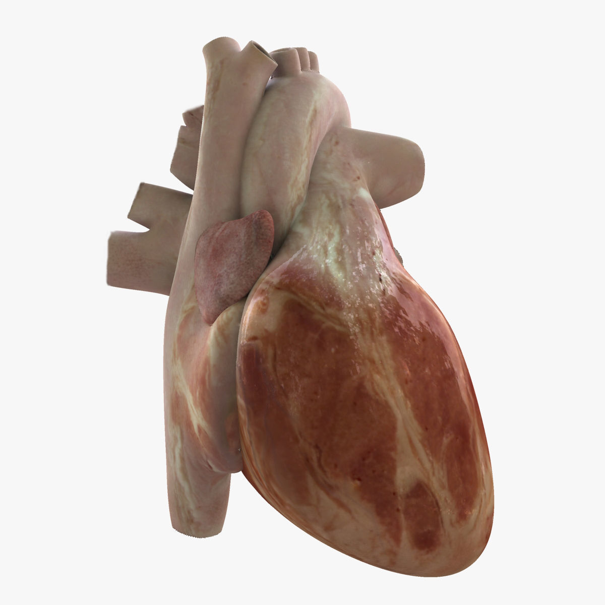 Male and Female Full Body Anatomy 3D model_94