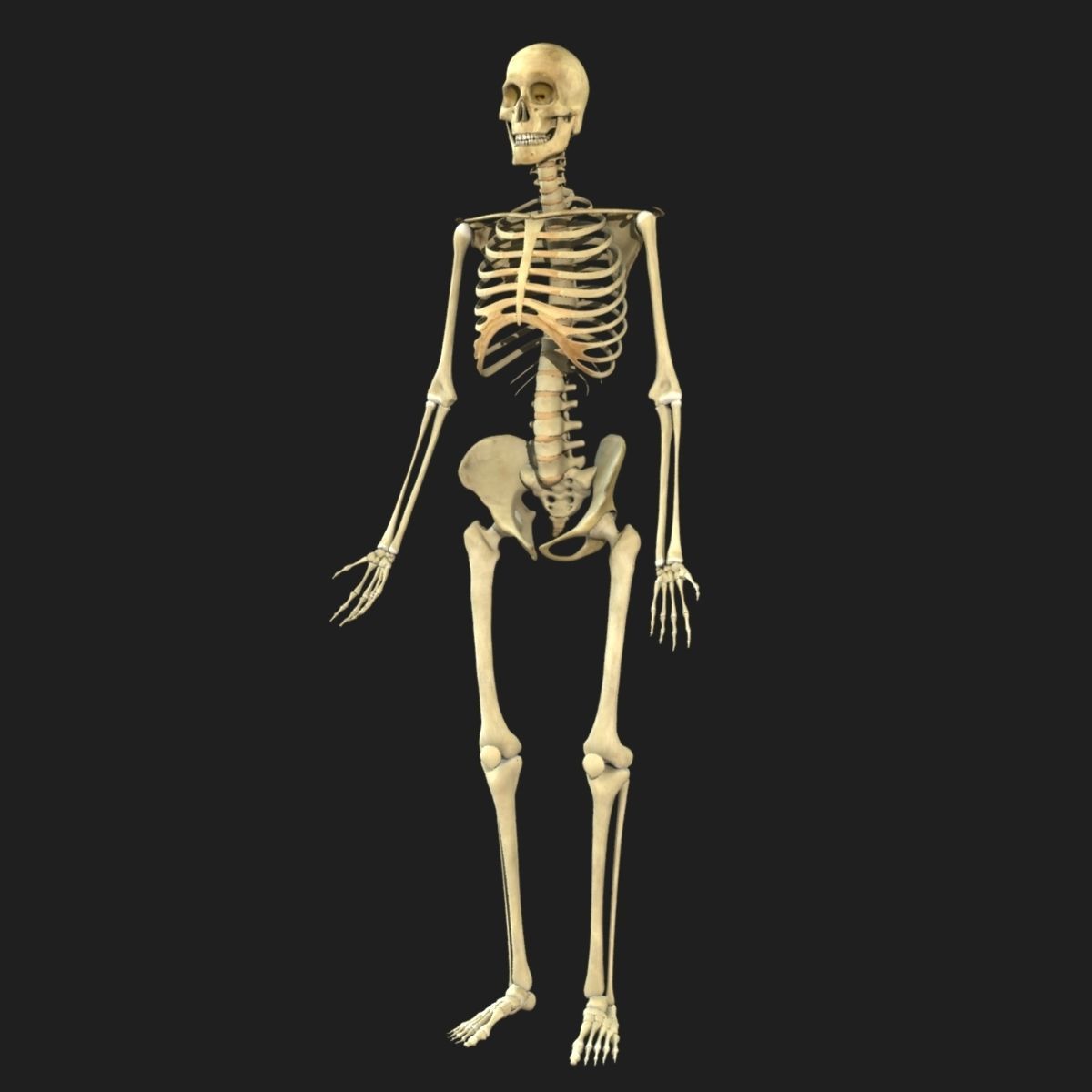 Male and Female Full Body Anatomy 3D model_97