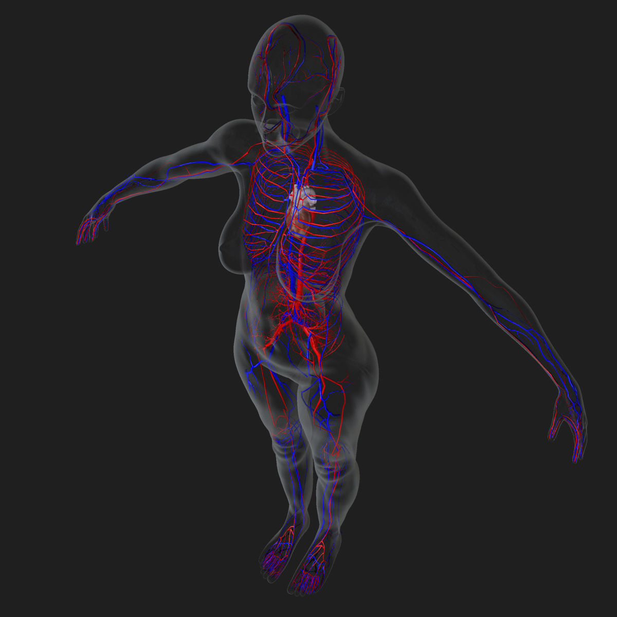 Male and Female Full Body Anatomy 3D model_28