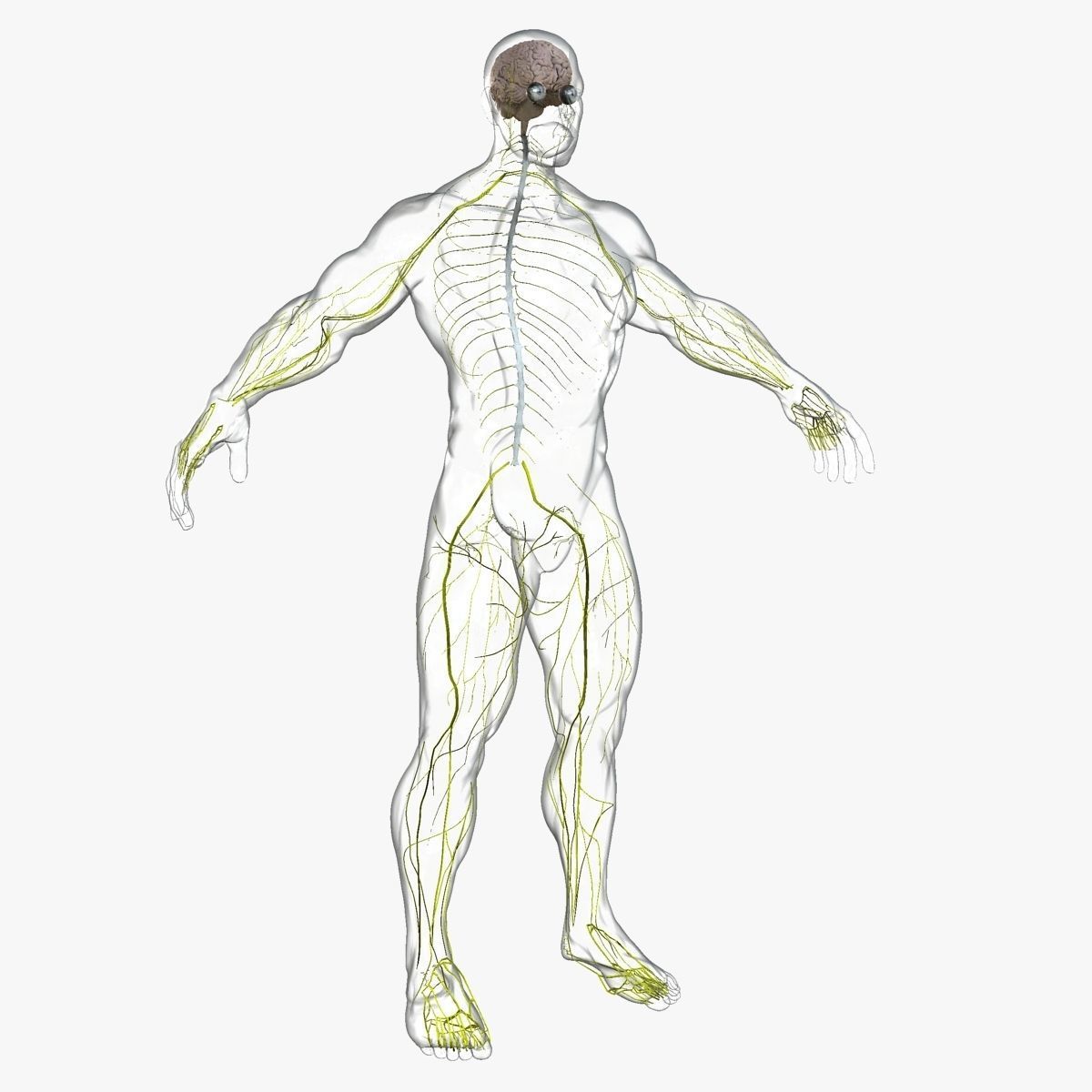 Male and Female Full Body Anatomy 3D model_13