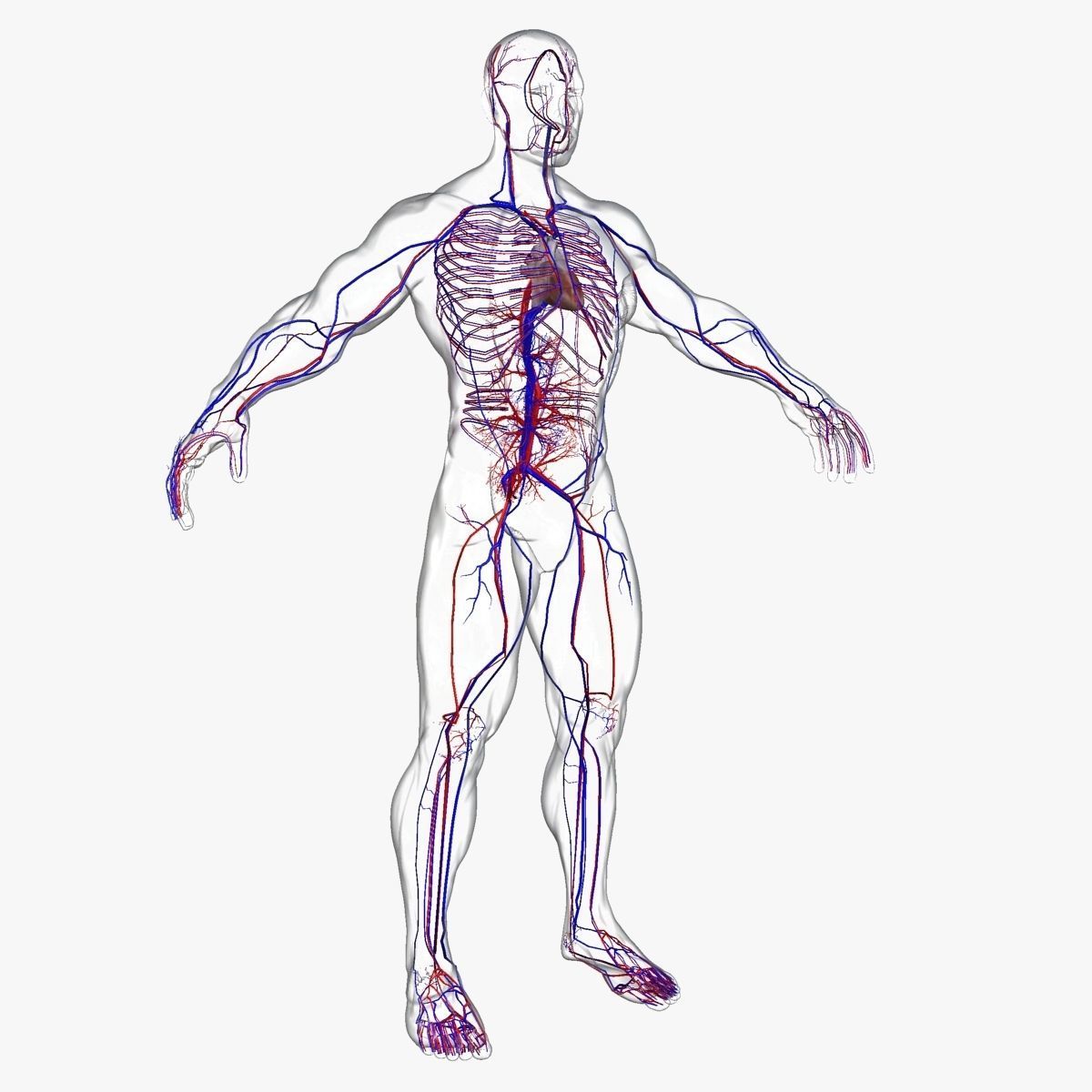 Male and Female Full Body Anatomy 3D model_15