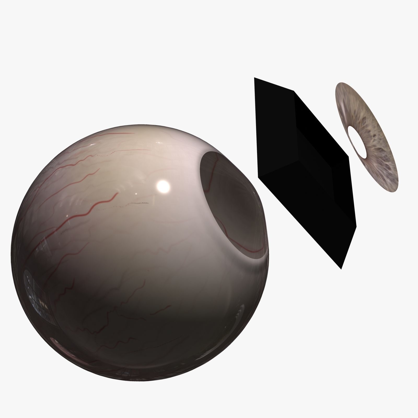 White Male Face Unrigged 3D model_5