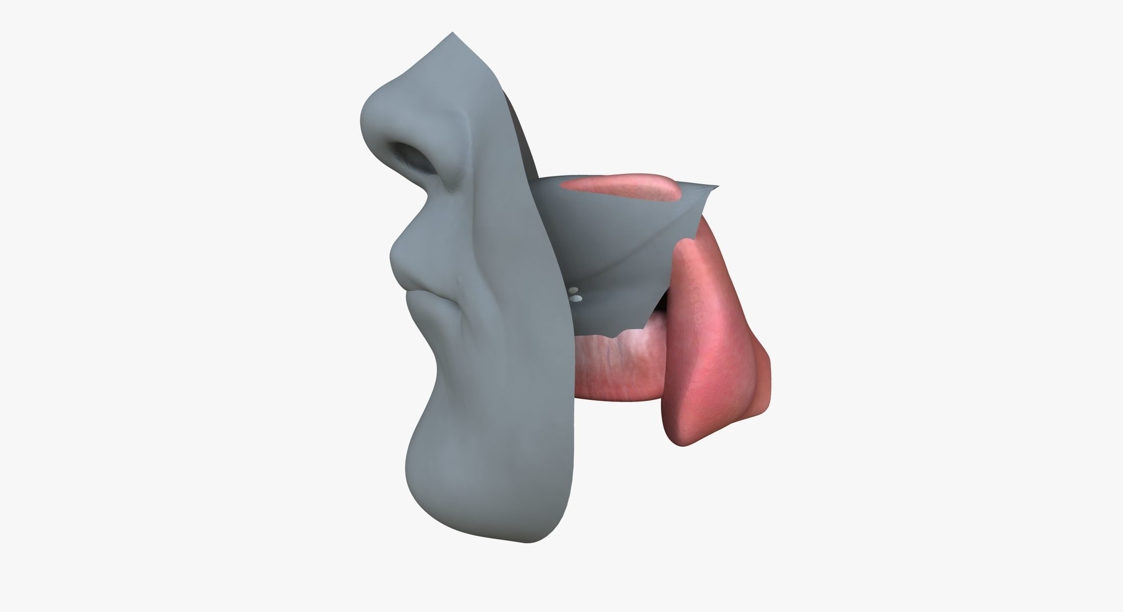 Male Mouth Rigged 3D model_9