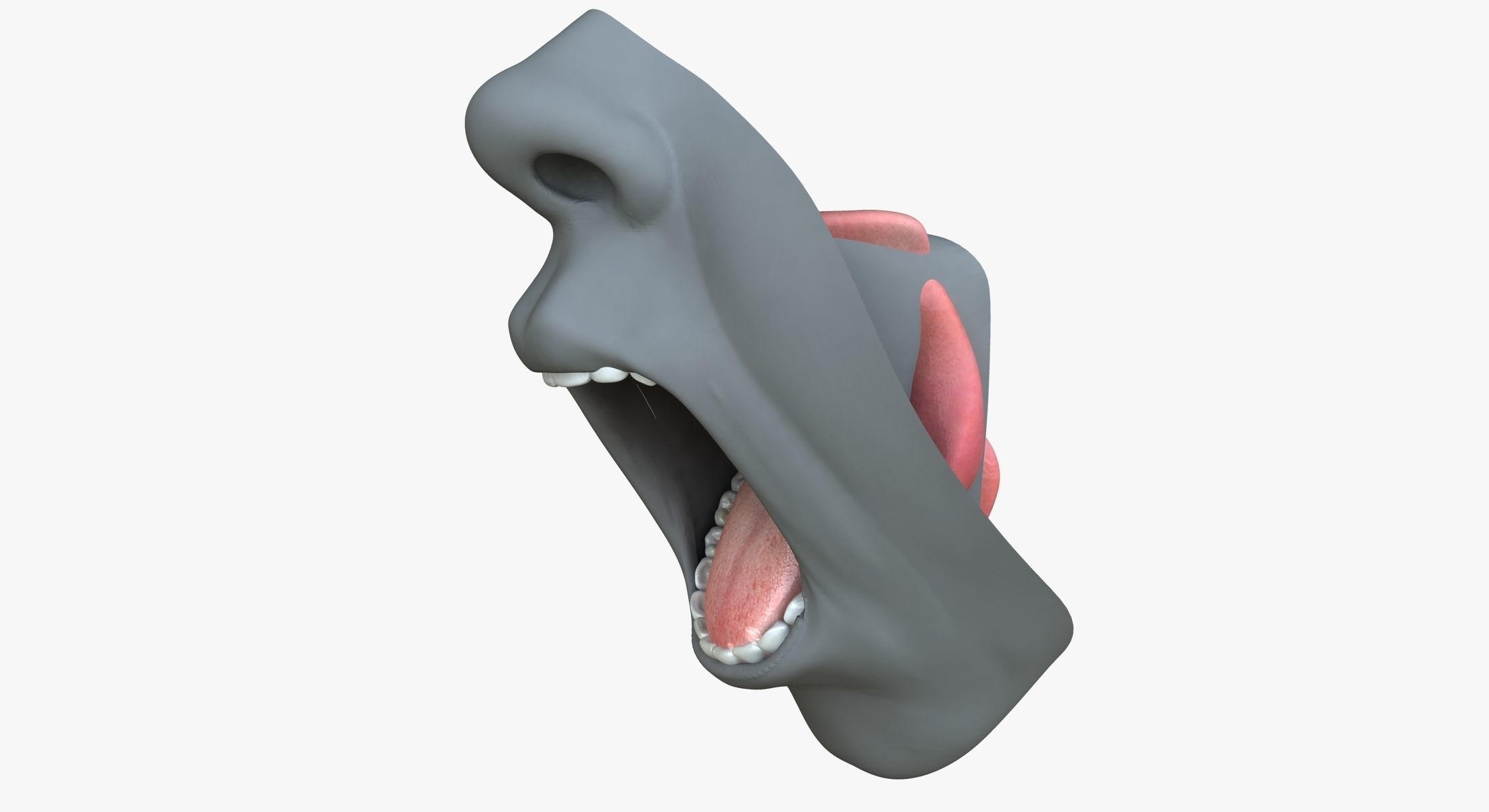Male Mouth Rigged 3D model_1
