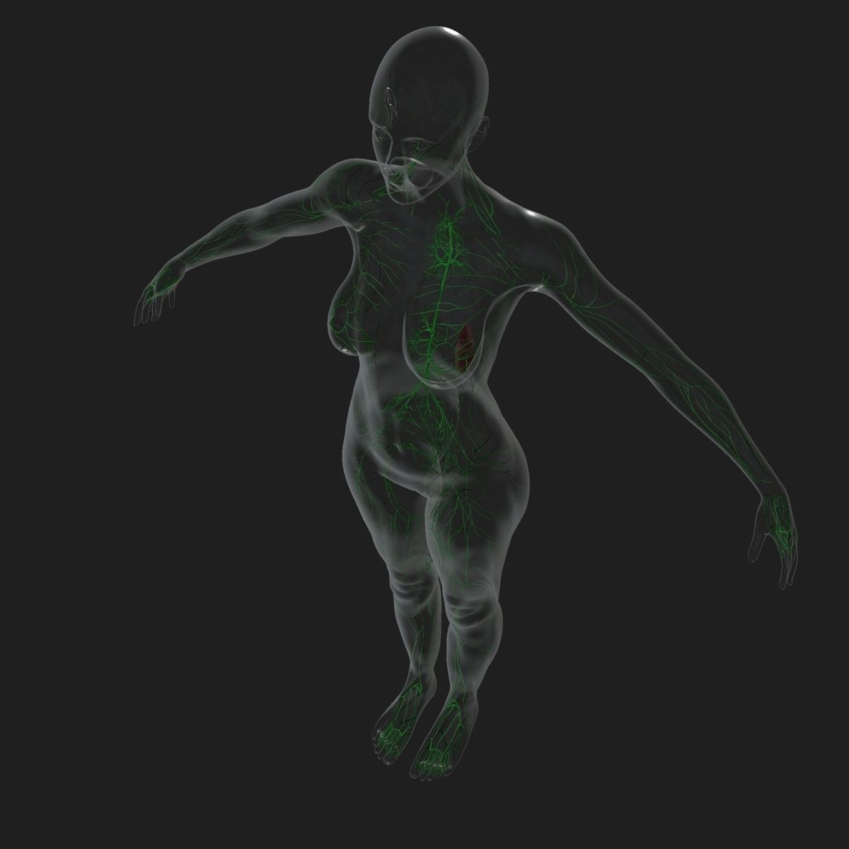 Female Lymphatic System Anatomy With Skeleton 3D model_4
