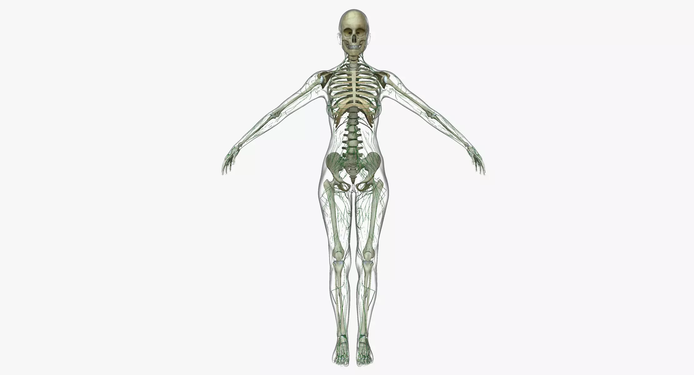 Female Lymphatic System Anatomy With Skeleton 3D model_0