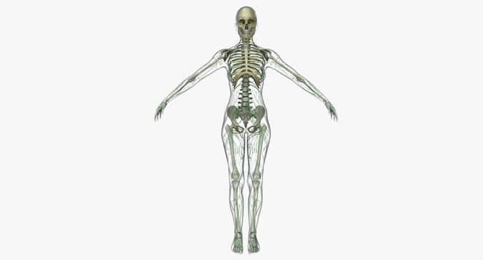 Female Lymphatic System Anatomy With Skeleton 3D model