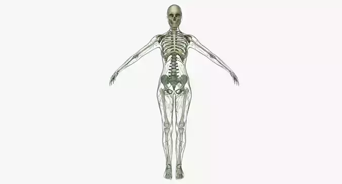 Female Lymphatic System Anatomy With Skeleton 3D model