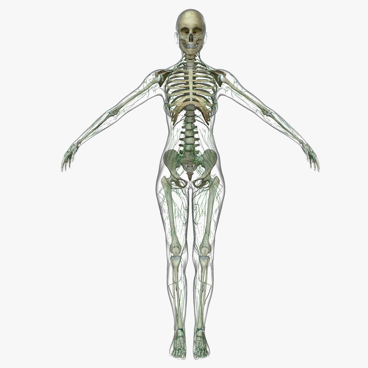 Female Lymphatic System Anatomy With Skeleton 3D model_1