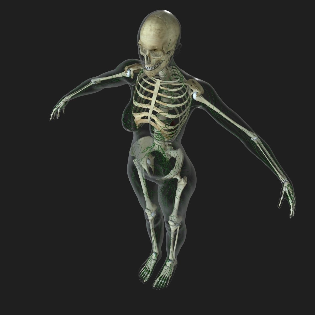 Female Lymphatic System Anatomy With Skeleton 3D model_3
