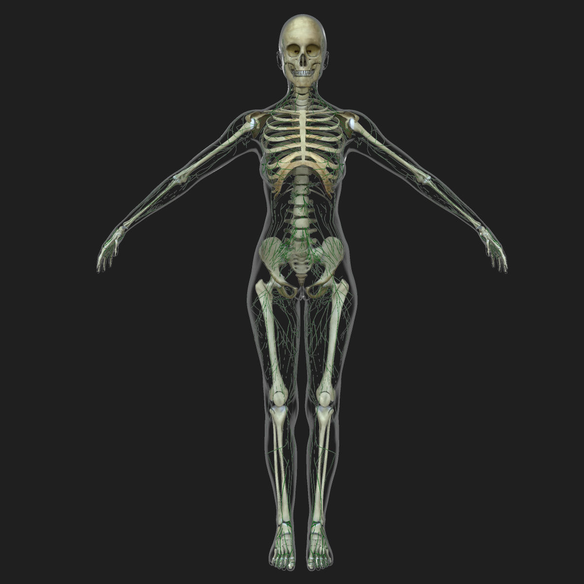 Female Lymphatic System Anatomy With Skeleton 3D model_2