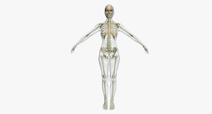 Lymphatic System with Skeleton Female 3DSmax 3D model