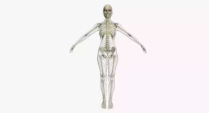 Lymphatic System with Skeleton Female 3DSmax 3D model