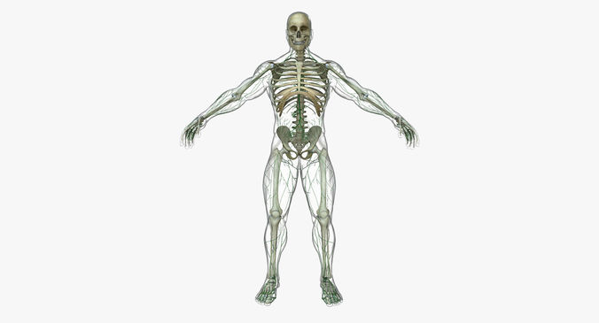 Human Lymphatic System with Full Body Skeleton 3D model
