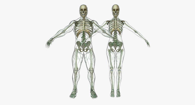 Male and Female Lymphatic System Collection 3D model