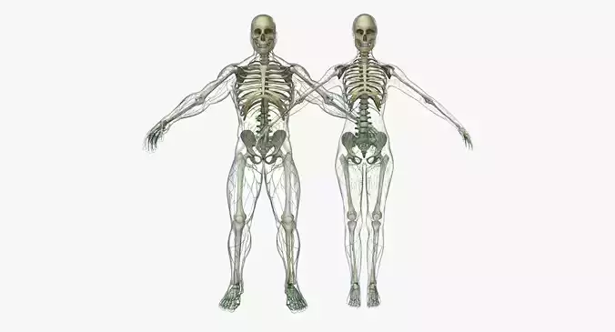 Male and Female Lymphatic System Collection 3D model
