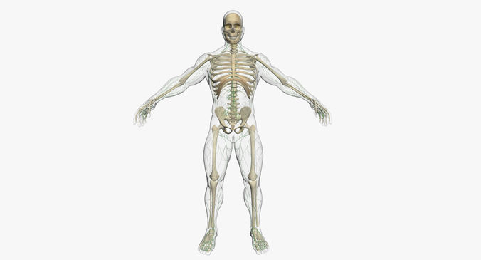 Lymphatic System with Skeleton 3DSmax 3D model