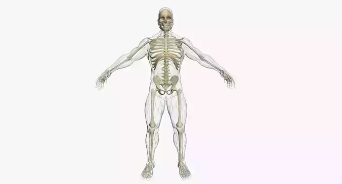 Lymphatic System with Skeleton 3DSmax 3D model