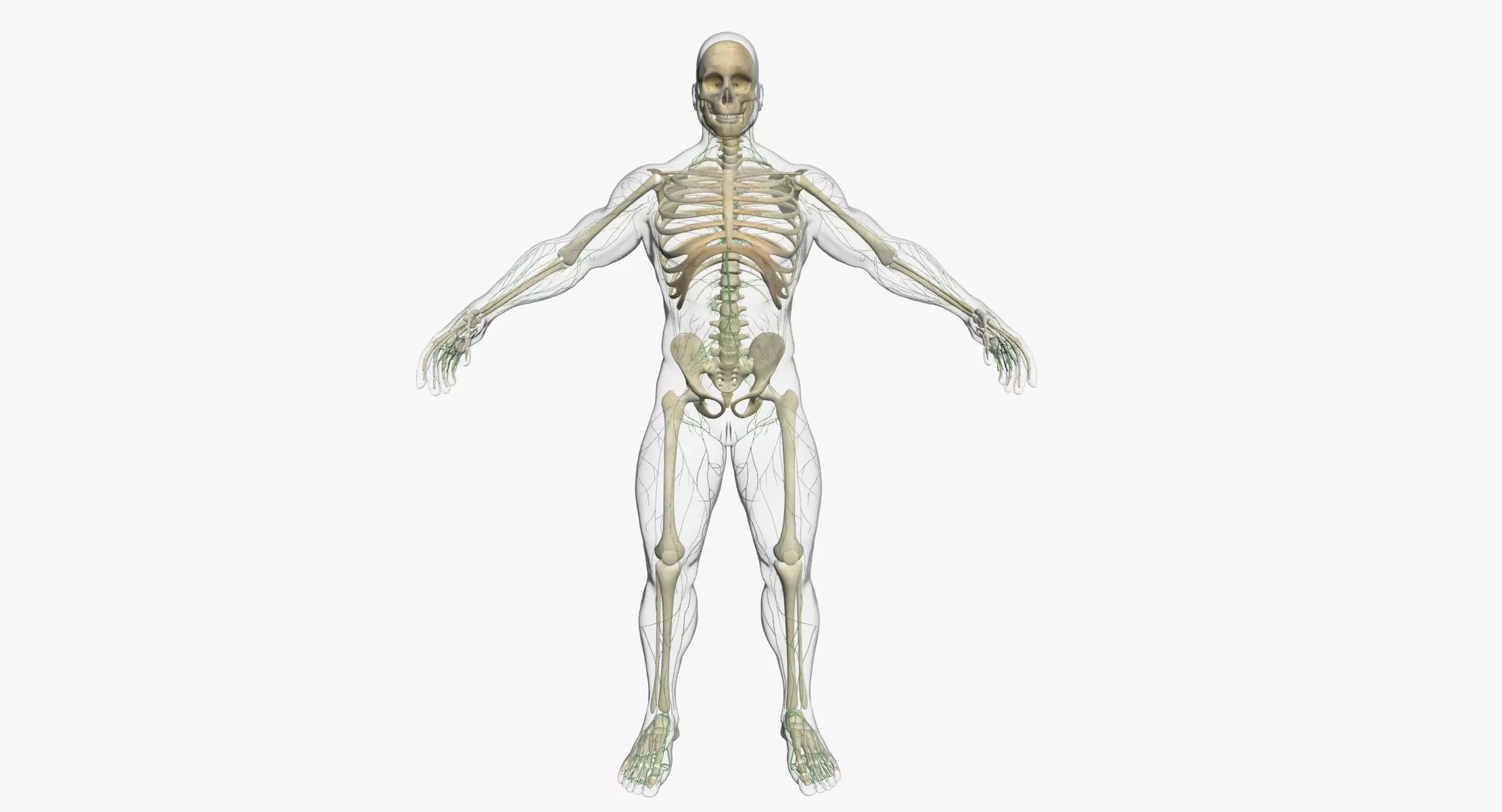 Lymphatic System with Skeleton 3DSmax 3D model_0