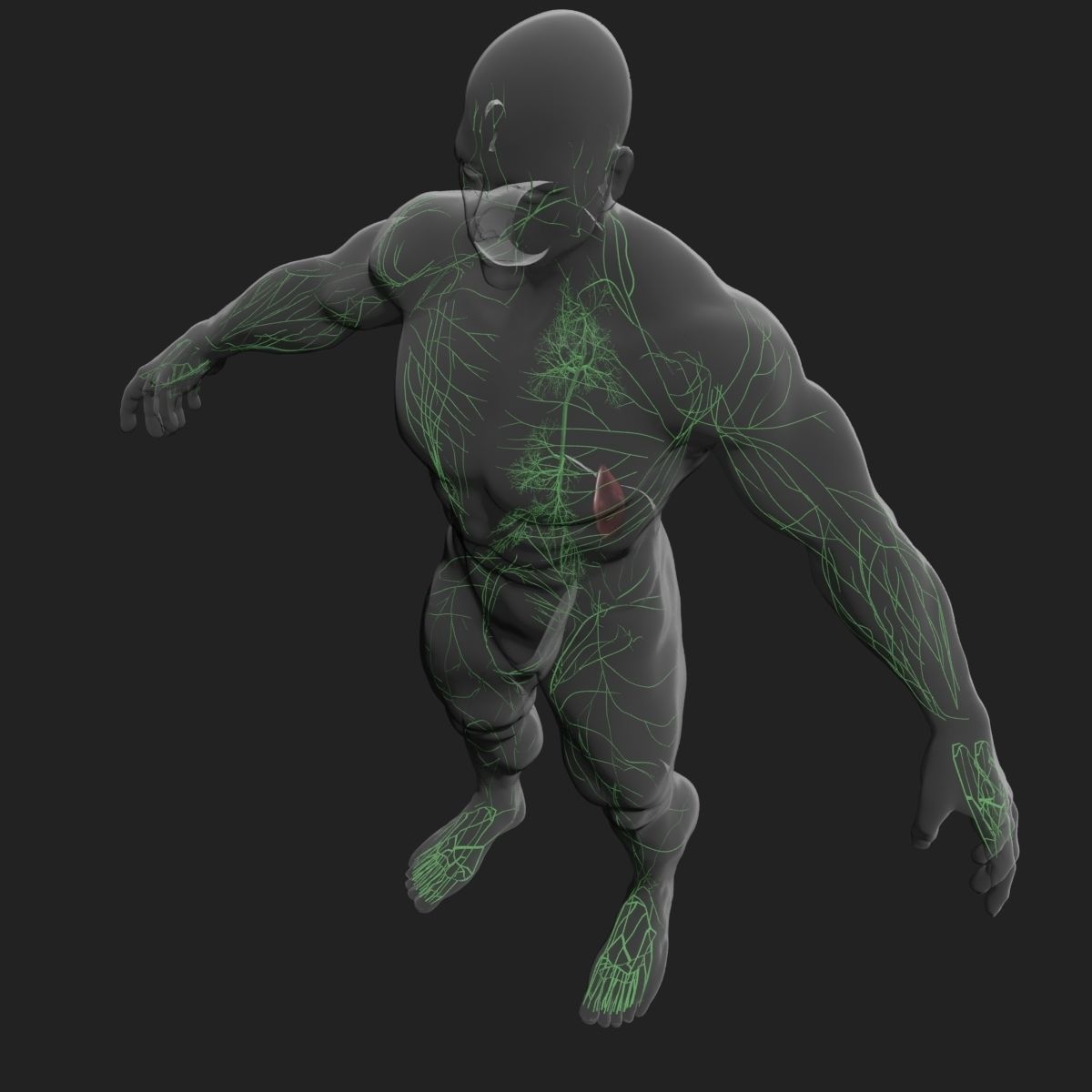 Lymphatic System with Skeleton 3DSmax 3D model_4