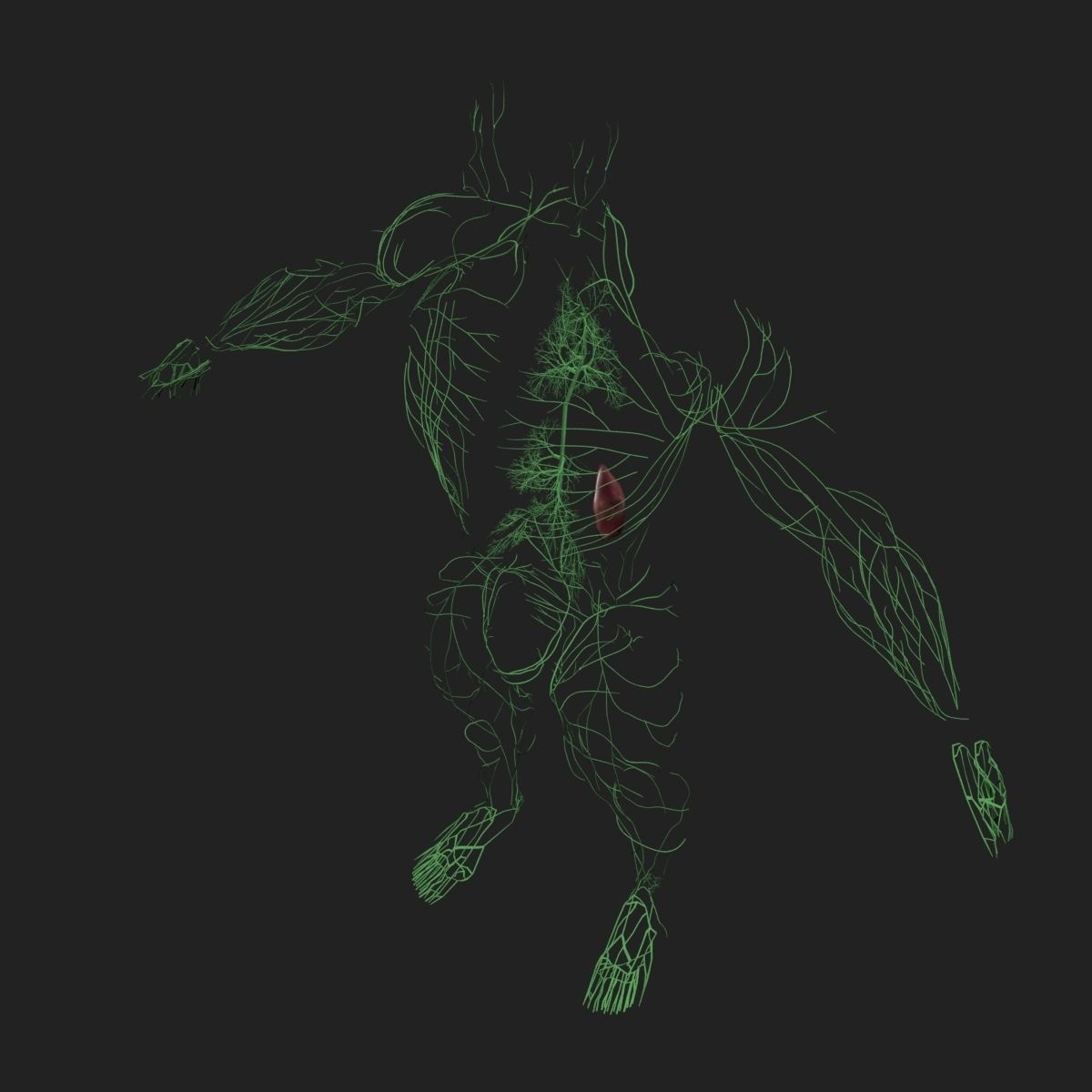 Lymphatic System with Skeleton 3DSmax 3D model_5